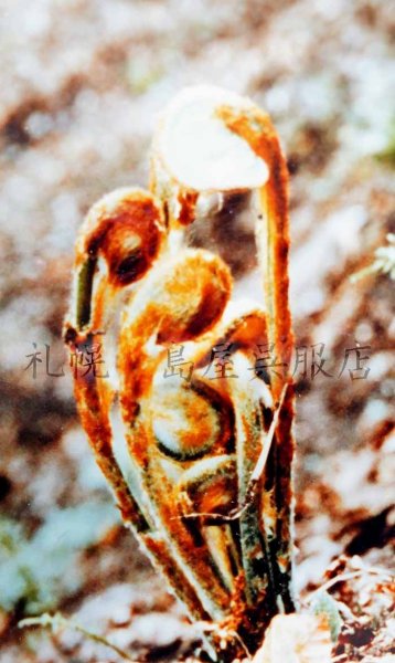 新芽を守る茶色い部分だけを取って使います。