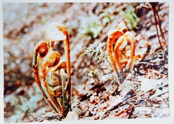 新芽を守る茶色い部分だけを取って使います。